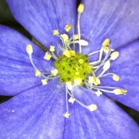 Anemone hepatique hepatica nobilis