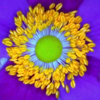 Anemone japonaise anemona japonica 5