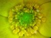 Anemone jaune fausse renoncule anemone ranunculoides 2