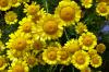 Anthemis des teinturiersp1010713