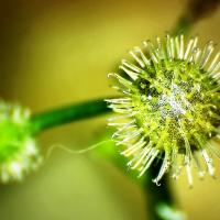 Asperule odorante galium odoratum