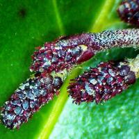 Aulne glutineux alnus glutinosa 2 