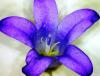 Campanula port 1