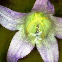 Campanula