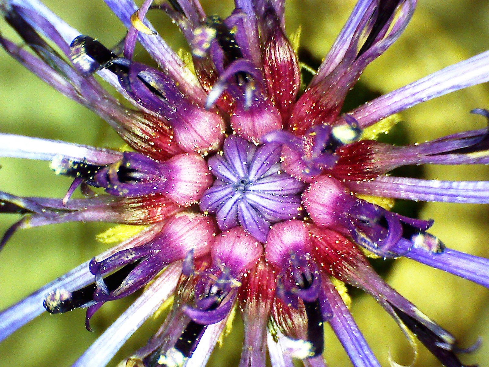 Centauree des montagnes centaurea montana