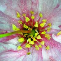 Cerisier japon fleurs doubles prunus cerrulata 1