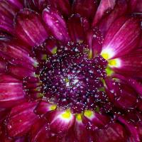 Chrysanthemes 10