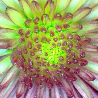 Chrysanthemes 13 