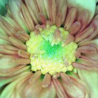 Chrysanthemes 2