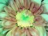 Chrysanthemes 2