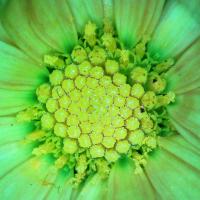 Chrysanthemes 3 