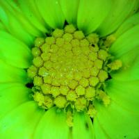 Chrysanthemes 4 