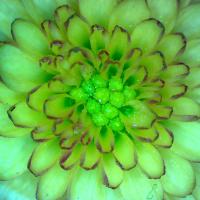 Chrysanthemes 5