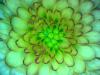 Chrysanthemes 5