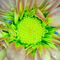 Chrysanthemes 7