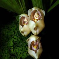 Des bebes dans les langes anguloa uniflora 