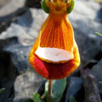 Des extraterrestres heureux calceolaria uniflora