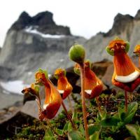 Des extraterrestres heureux calceolaria uniflora 2