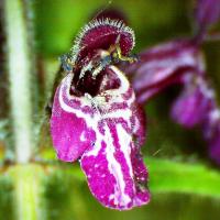 Epiaire des forets stachys sylvatica 2 