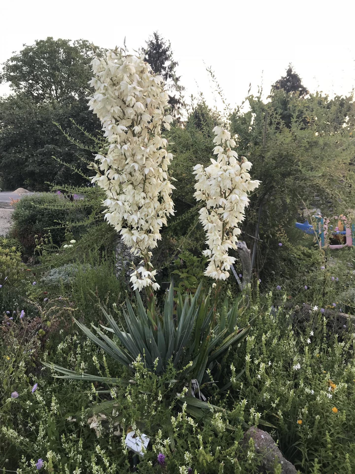 Yucca filamenteux-Yucca filamentosa