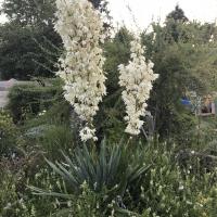 Yucca filamenteux-Yucca filamentosa