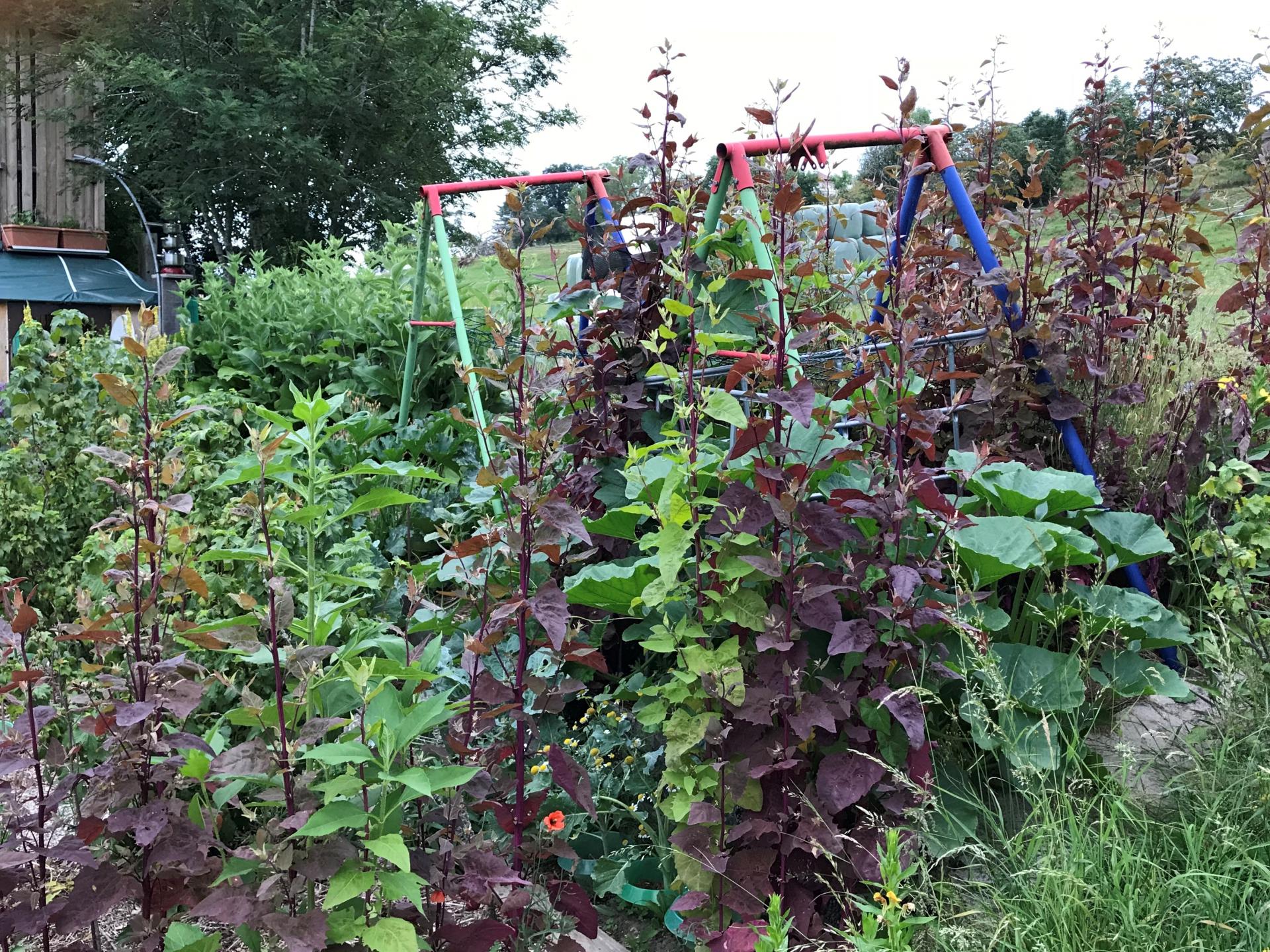 Arroche verte er rouge des jardins