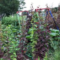 Arroche verte er rouge des jardins