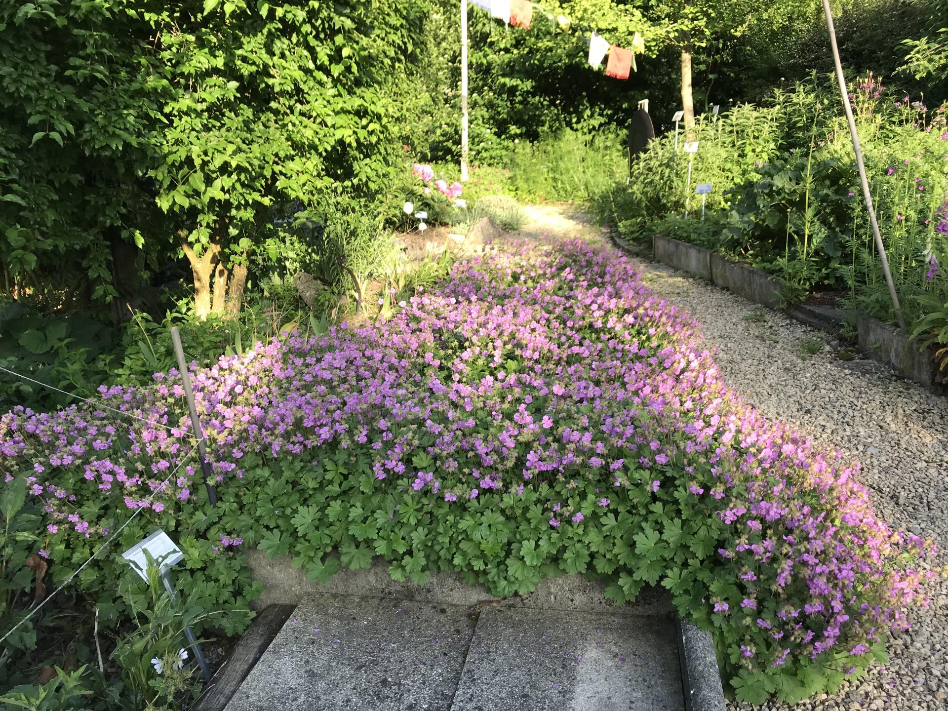 Geranium dalmaticum