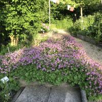 Geranium dalmaticum