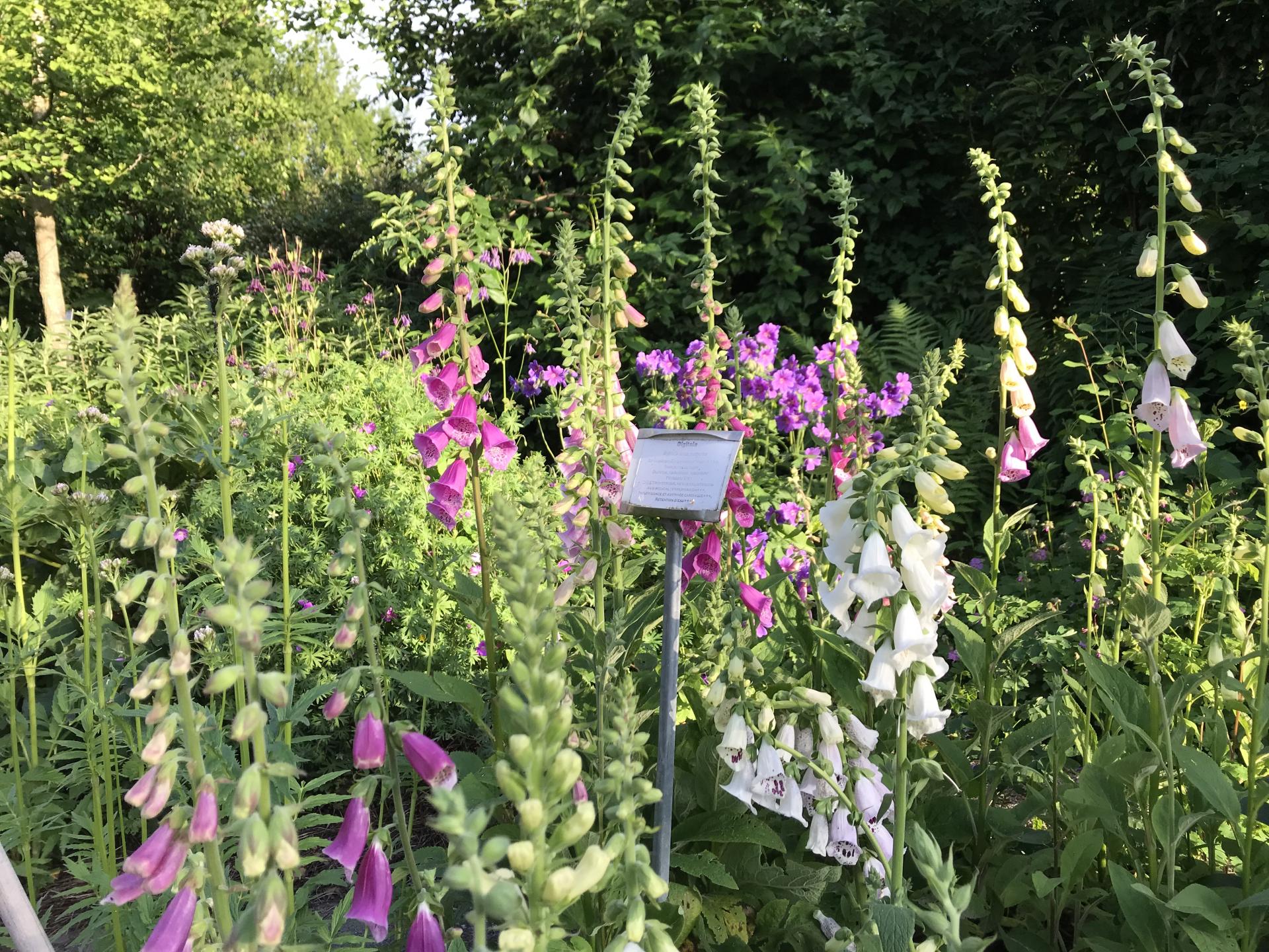 Digitales-Digitalis lutea et rubra