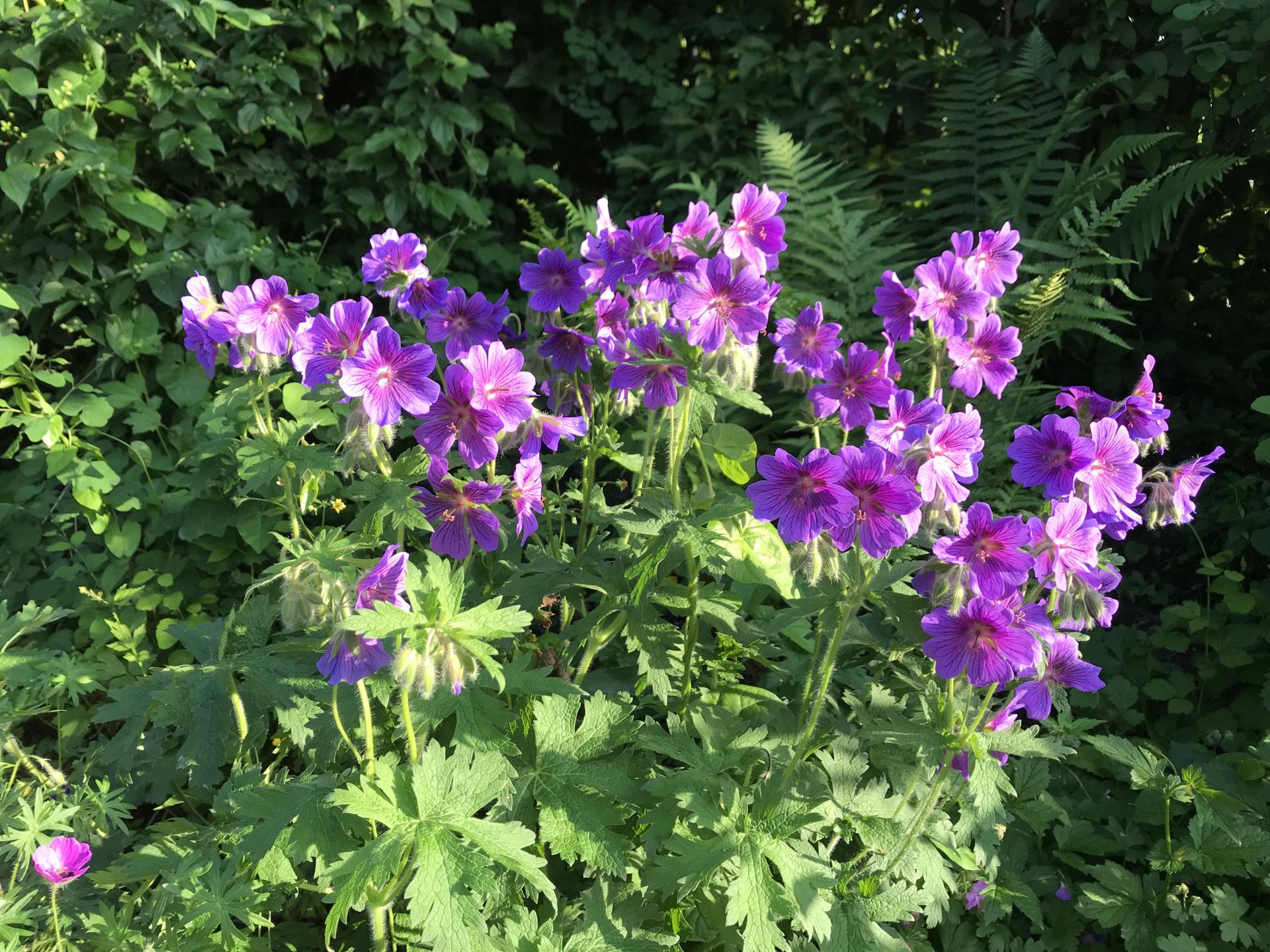 Geranium hymalayense