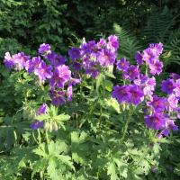 Geranium hymalayense