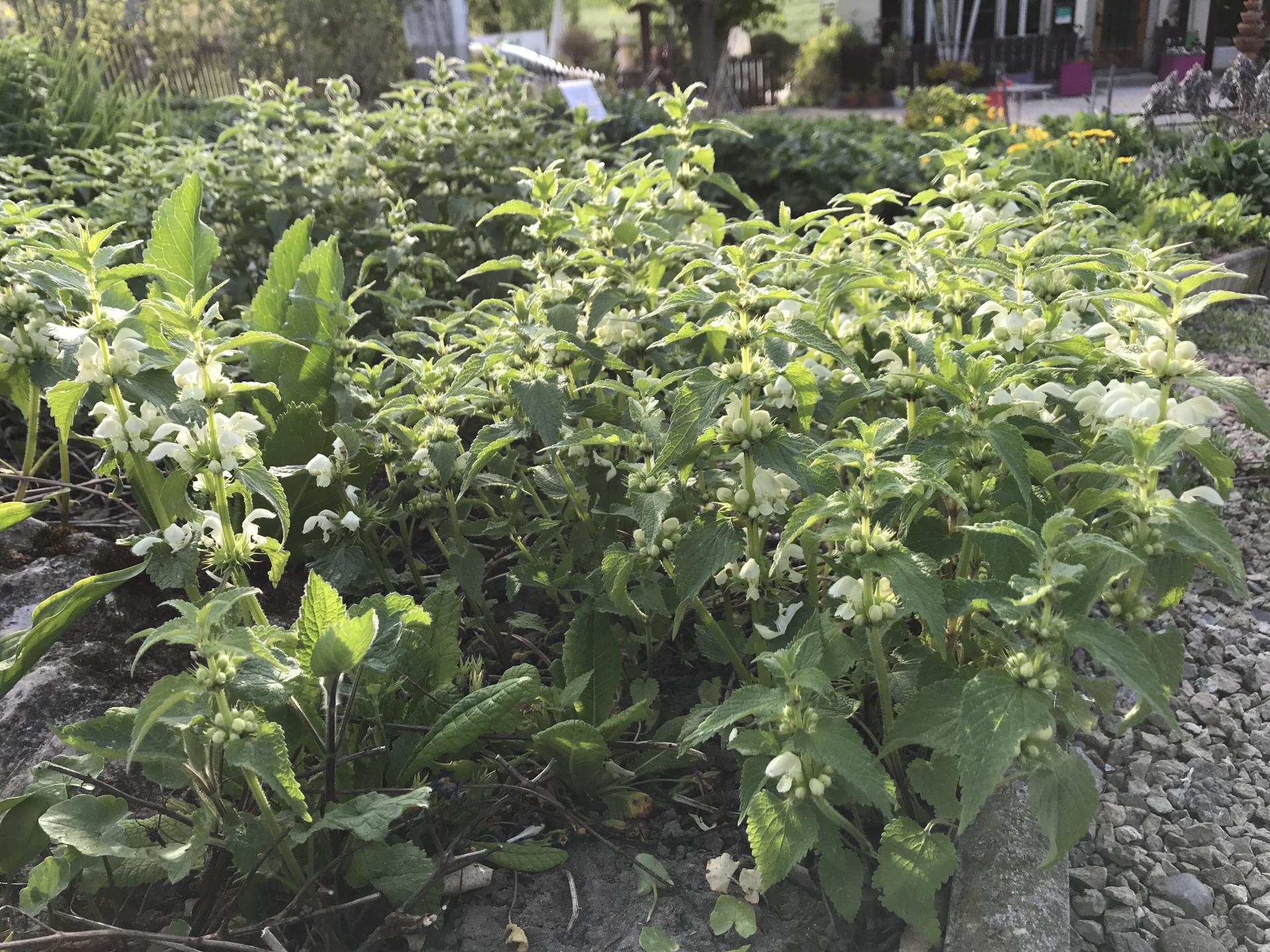 Lamier blanc-Lamium maculatum