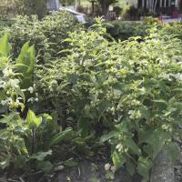 Lamier blanc-Lamium maculatum