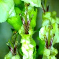 Germandree des bois teucrium scorodonia 1 