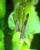 Germandree des bois teucrium scorodonia 4 1