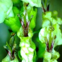 Germandree des bois teucrium scorodonia 6 