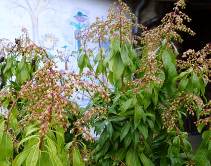 Pieris japonica