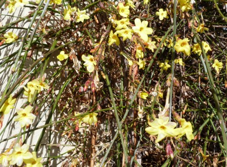 Jasmin d'hiver-Jasminum nudiflorum