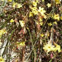 Jasmin d'hiver-Jasminum nudiflorum