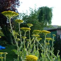 Jardinles especes achilleejaune 9 1