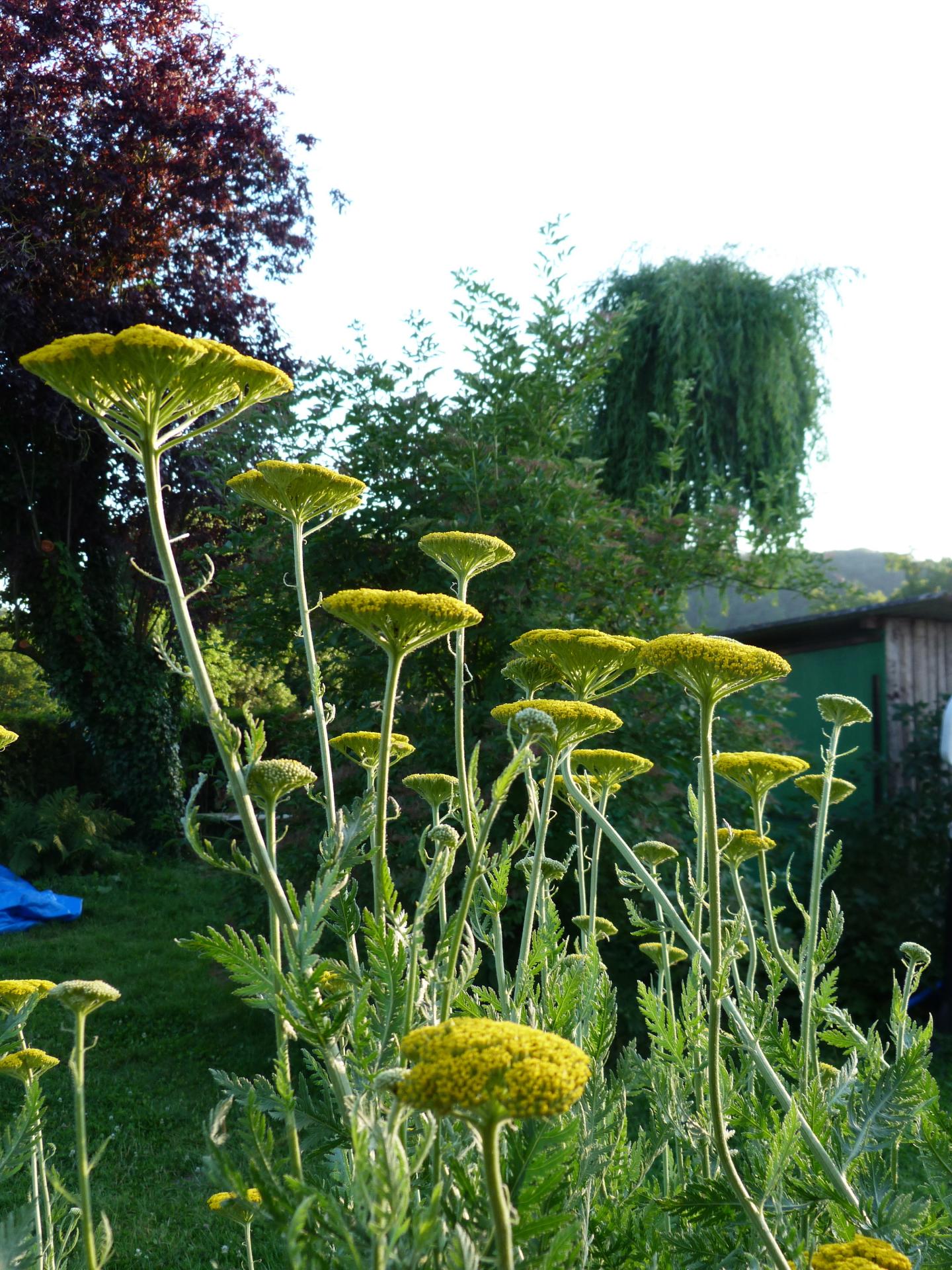 Achillée jaune