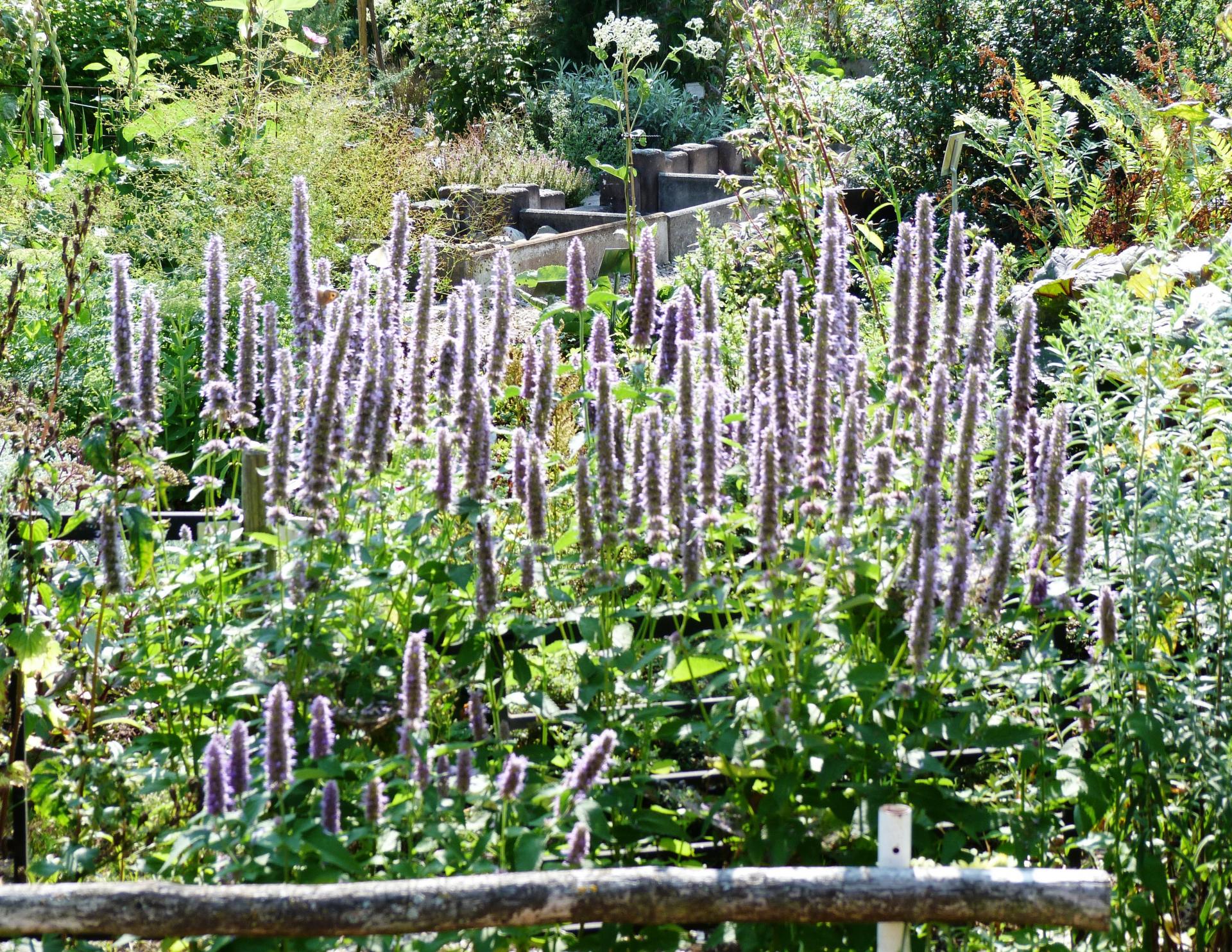 Agastache fenouil