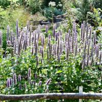 Agastache fenouil