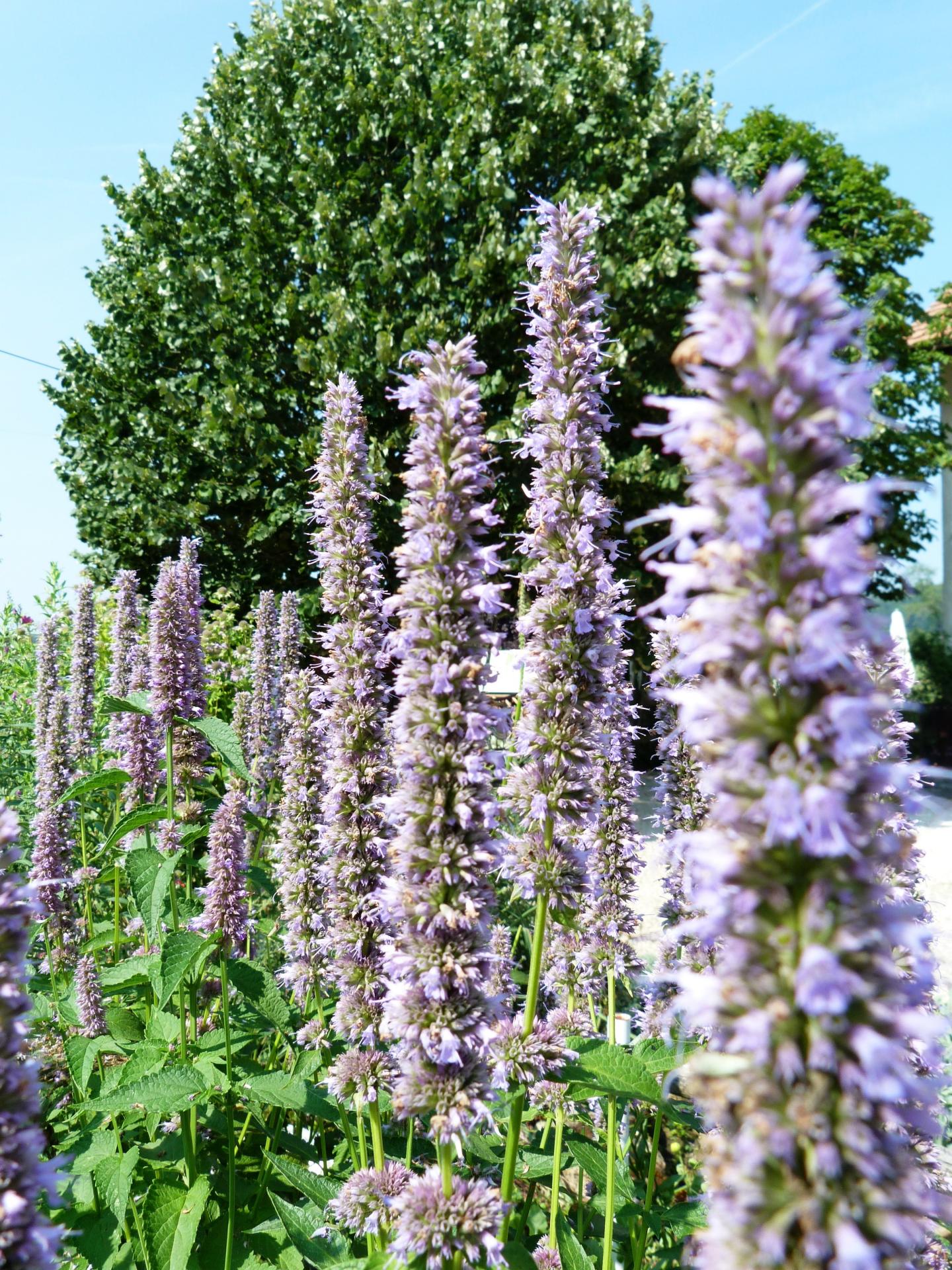 Agastache fenouil