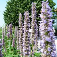 Agastache fenouil