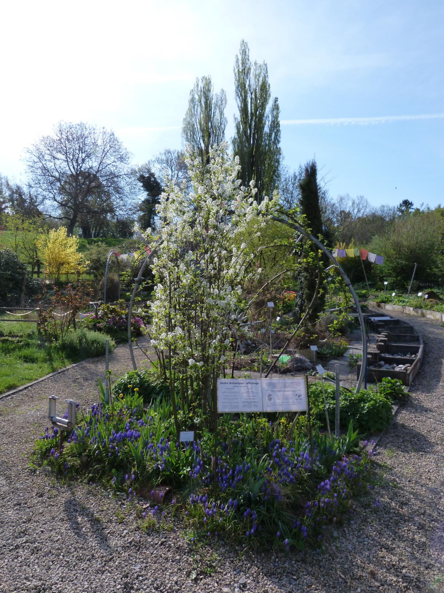 Amelanchier ovalis