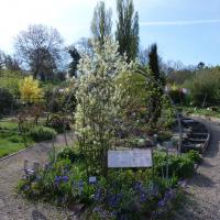 Amelanchier ovalis