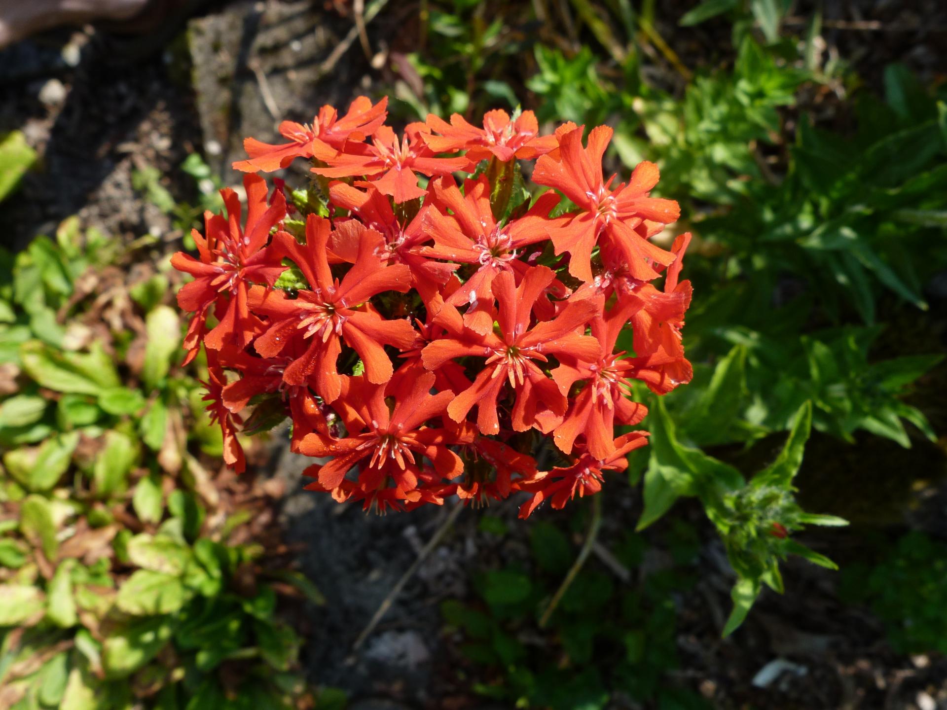 Asclepiade tubereuse-Asclepias tuberosa