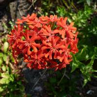 Asclepiade tubereuse-Asclepias tuberosa